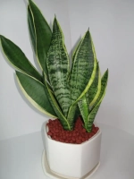 Цветной дренаж  цвет терракот