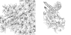 Hachette  раскраска по номерам  Les créatures de Ken Matsuda - Livre de coloriage