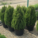 Туя западная Смарагд С15 120-140