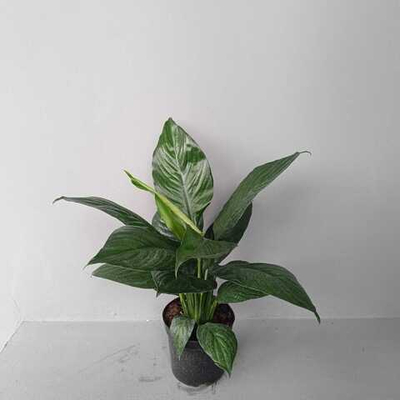 Спатифиллум Литтл Гиант без цветов