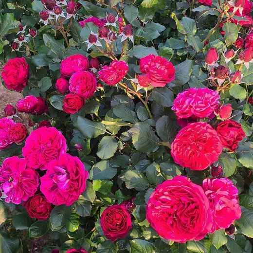 Роза Бисэнтэнер дэ Гийо С7 Закупка М57 июнь 2026