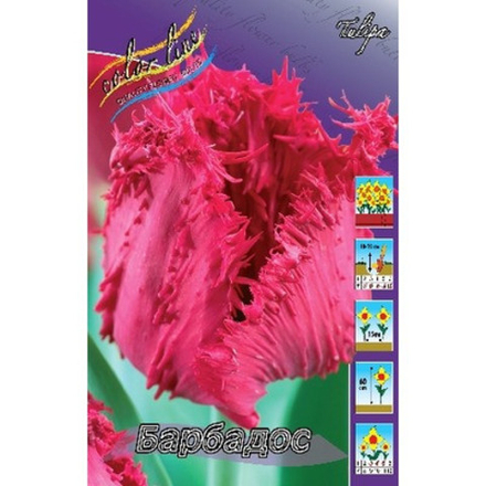 Тюльпан Барбадос