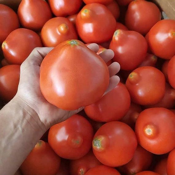 Махитос F1 семена томата индетерминантного (Rijk Zwaan / ALEXAGRO) культура