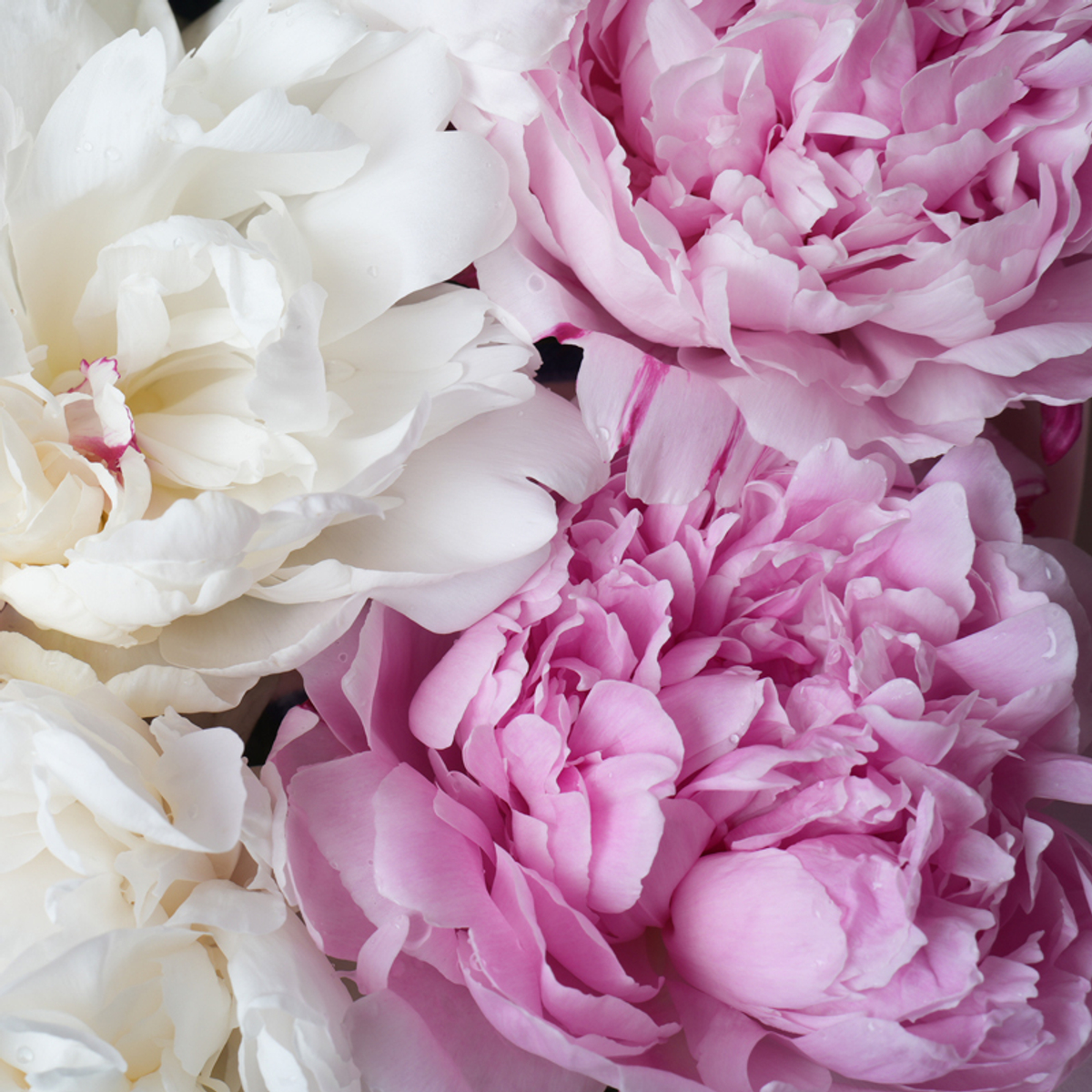 ♛ Охапка ароматных пионов Феи — h ~ 40 см