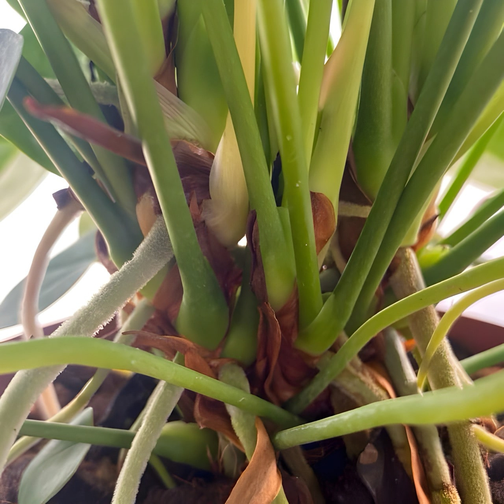 Антуриум Андре SPIRIT