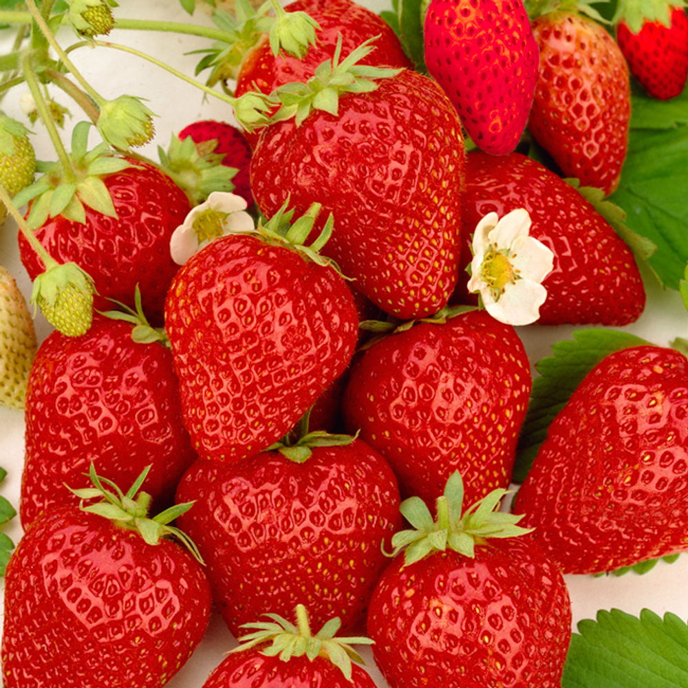 Земляника Кори ранняя