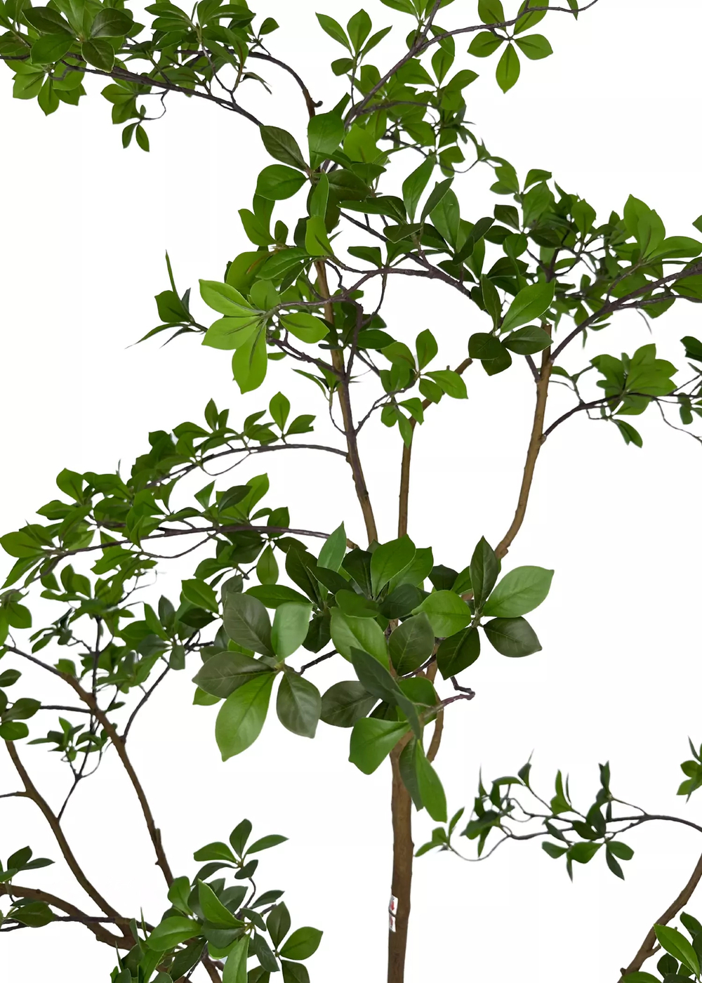 Баньяновое дерево 220 см в кашпо