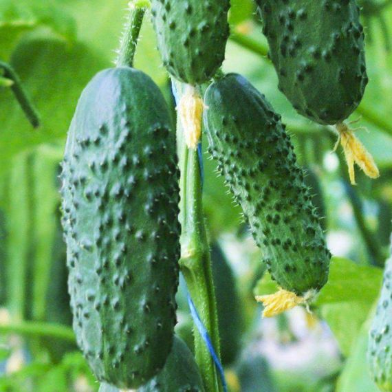 СЕДРИК F1 семена огурца Enza Zaden описание