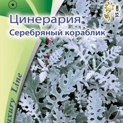 Цинерария Серебрянный кораблик