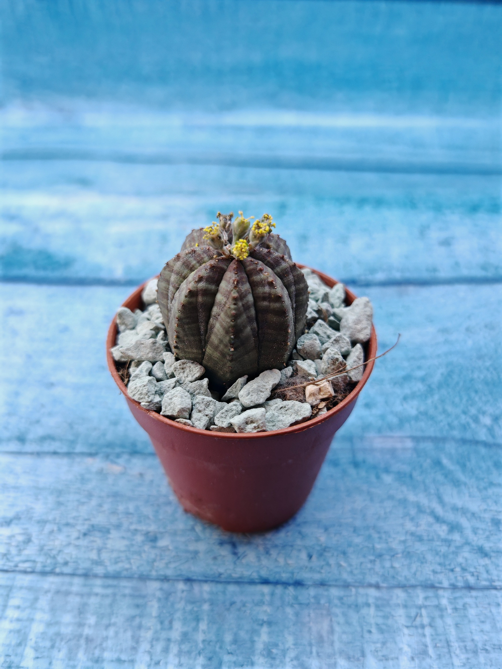 Euphoria Obesa (Эуфорбия)