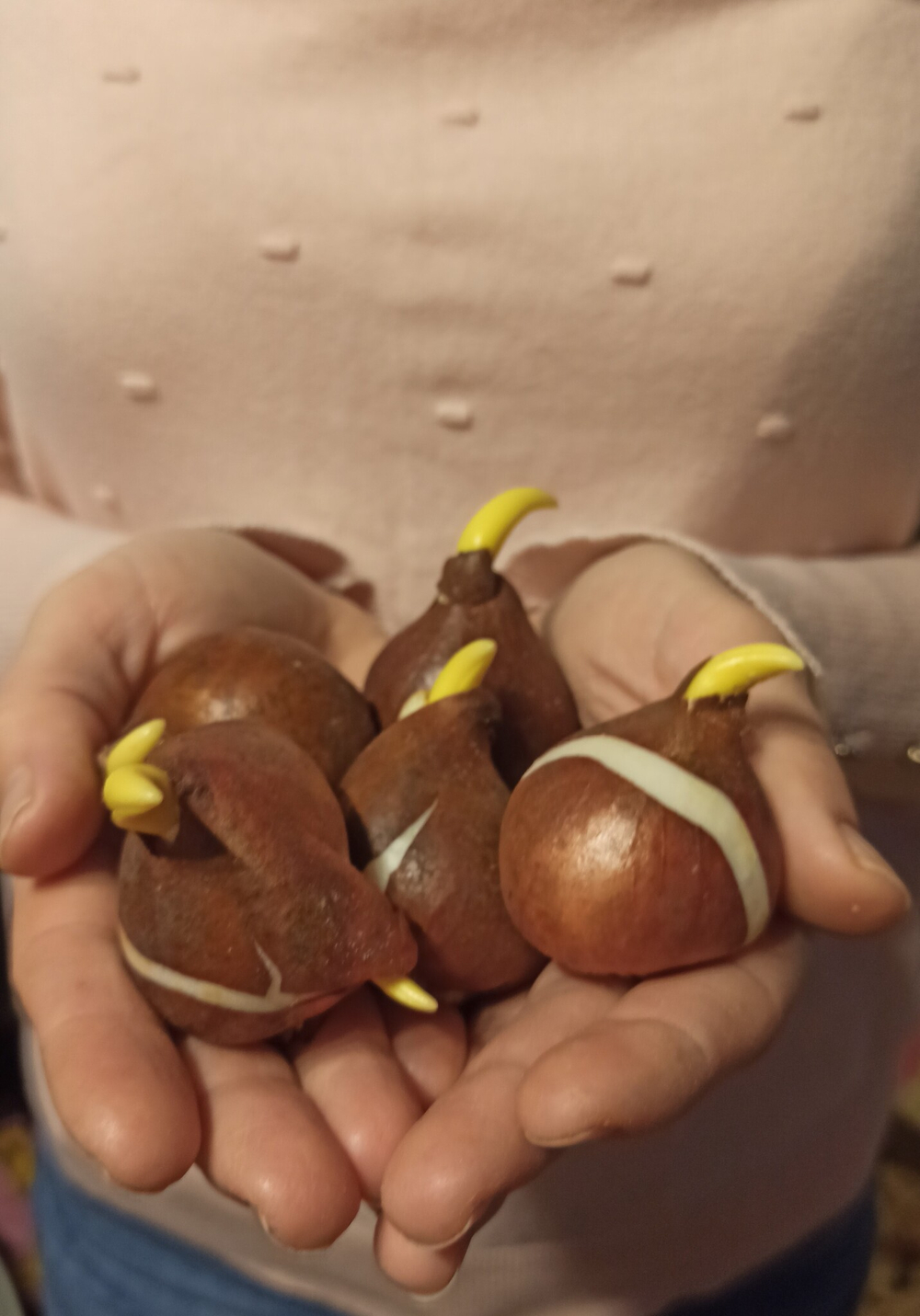 Тюльпан Фламинг Флаг