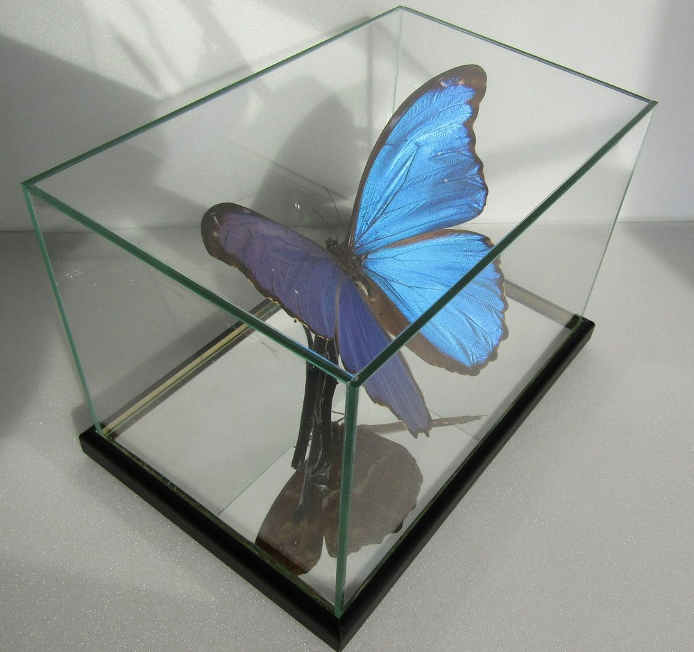 Бабочка Morpho didius в объемной композиции