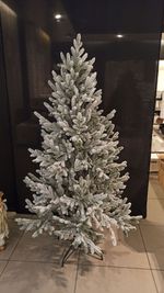 Ель Заснеженная «Нордман» (Литая хвоя) 210 см / 2.1 м