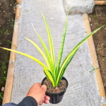 Сансевиерия PARVA LANCET YELLOW