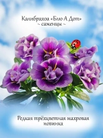 Калибрахоа Блю А Дот махровая трёхцветная