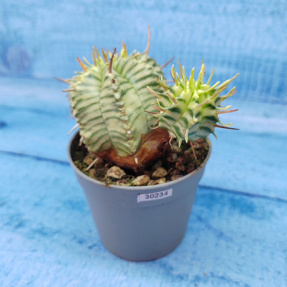 Euphorbia meloformis f. Variegated (Эуфорбия вариегатная)