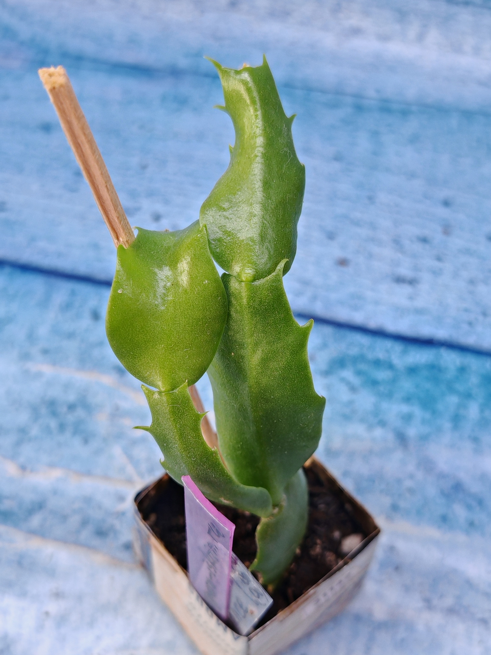 Schlumbergera cv. Angel Dance (Шлюмбергера)
