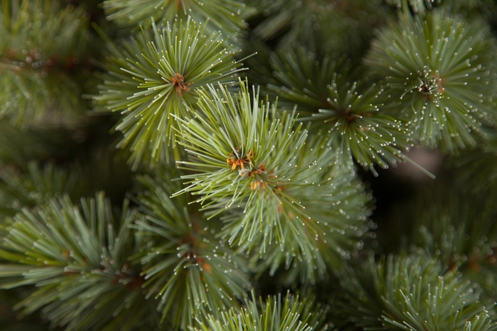 Ель Лесная красавица  230см голубая Triumph Tree