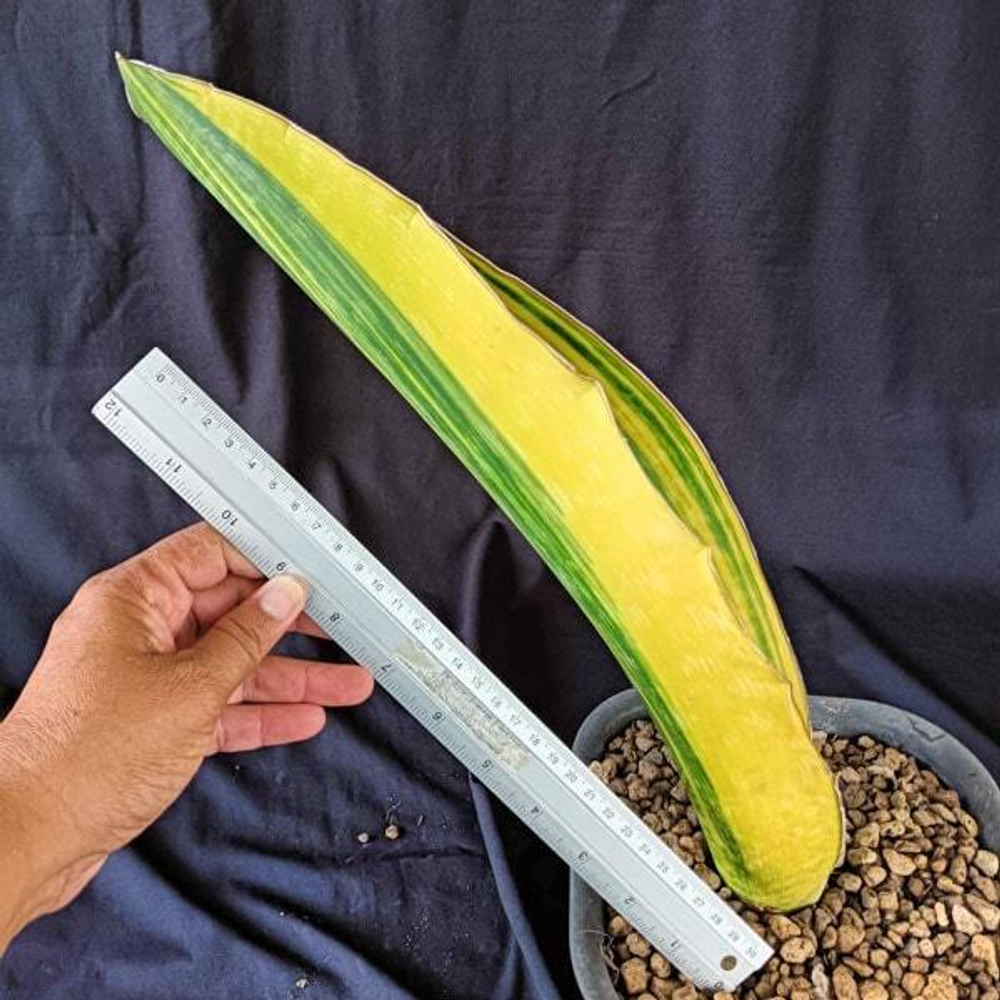 Сансевиерия MALAWI MIDNIGHT VAR