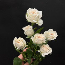 Роза кустовая birds song 60 см / 1 шт