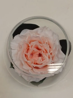 натуральный пион в стекле, вакуум*