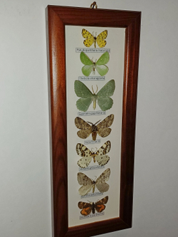 Бабочки Геометриды в рамке