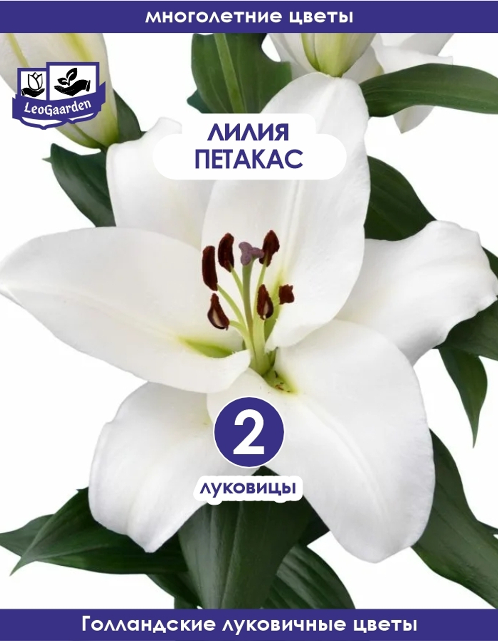 Луковичные цветы лилия, Петакас, 2 шт