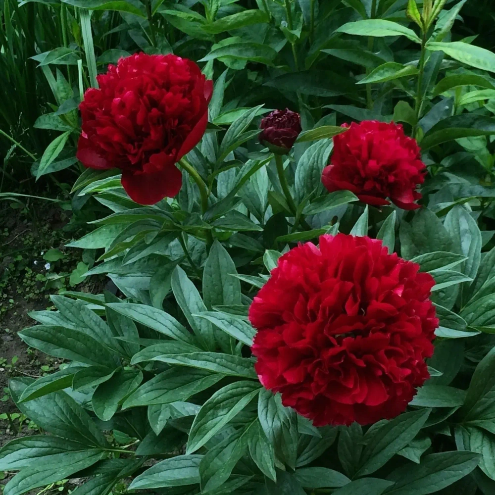 Пион Red Grace (корень 3/5 почек)