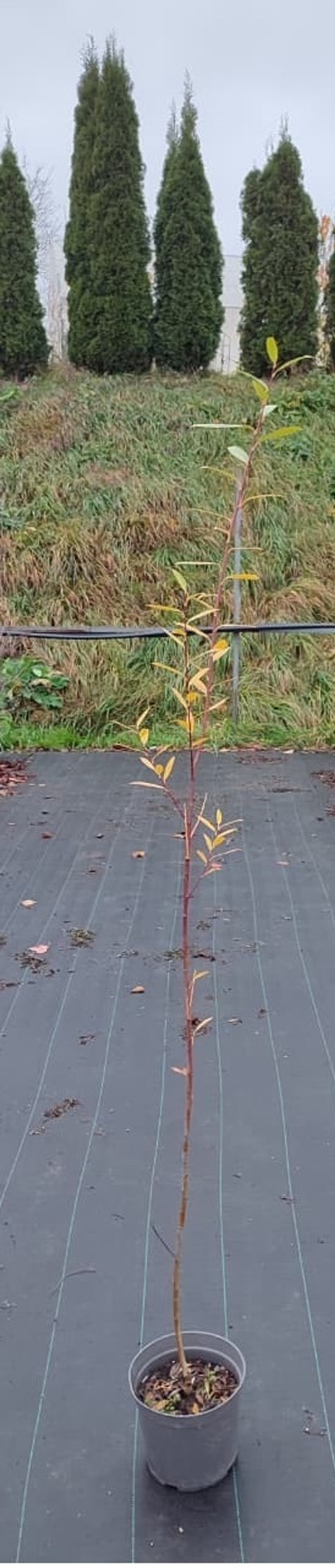 Ива белая Чермезина