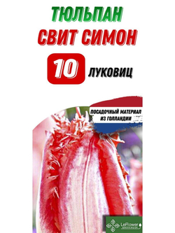 Тюльпан Луковица, Свит Симон, 10шт
