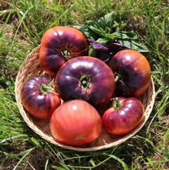 Помидоры Синие фермерские БИО / 500 гр