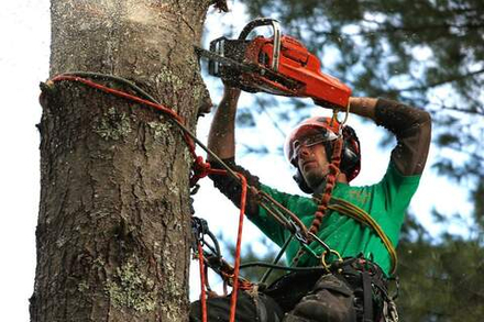 Арбористика спил деревьев