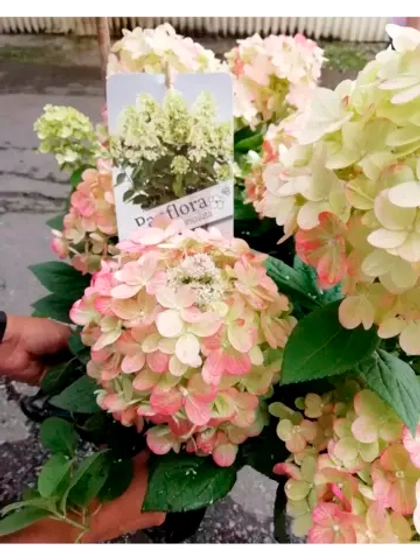 Гортензия метельчатая - Панфлора (саженец в P14)