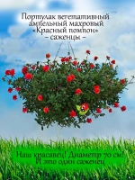 Портулак Красный помпон вегетативный
