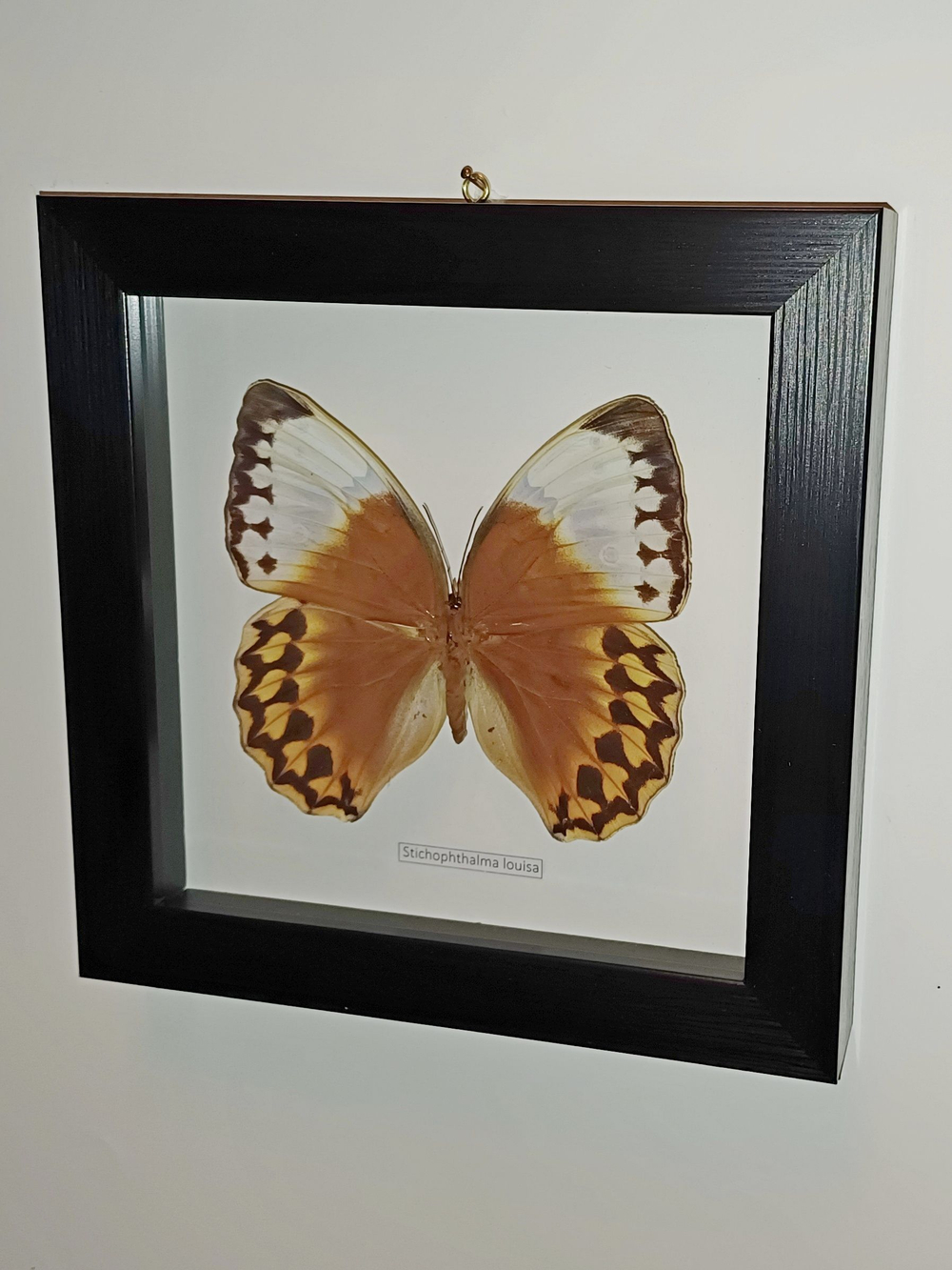 Бабочка Stichophtalma louisa в рамке