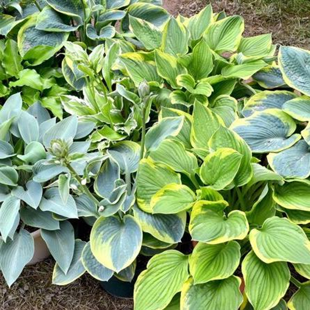 Хоста в ассортименте С2