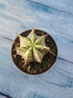 Euphorbia meloformis f. Variegated (Эуфорбия вариегатная)