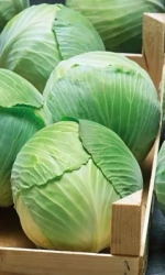 Семена Капуста белокочанная Белоснежка (Марс) Б/П