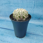 Astrophytum Asterias (Астрофитум)