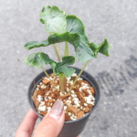 Алоказия HOLY GRAIL