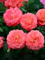 Роза флорибунда Квин оф Хартс