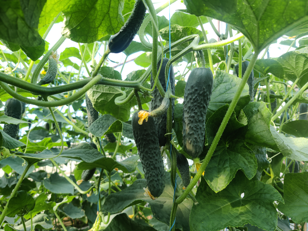 Янычар F1 семена огурца партенокарпического ( Yuksel Tohum / )