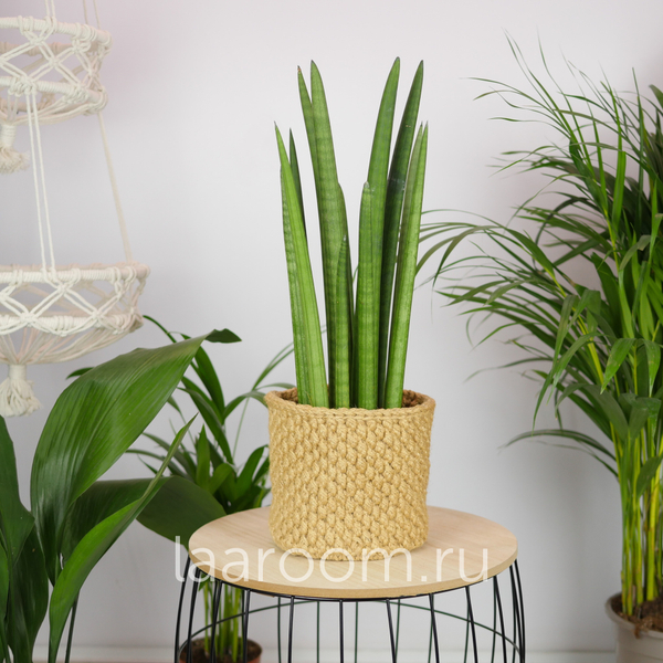 Сансевиерия Цилиндрика Рокет 14/50