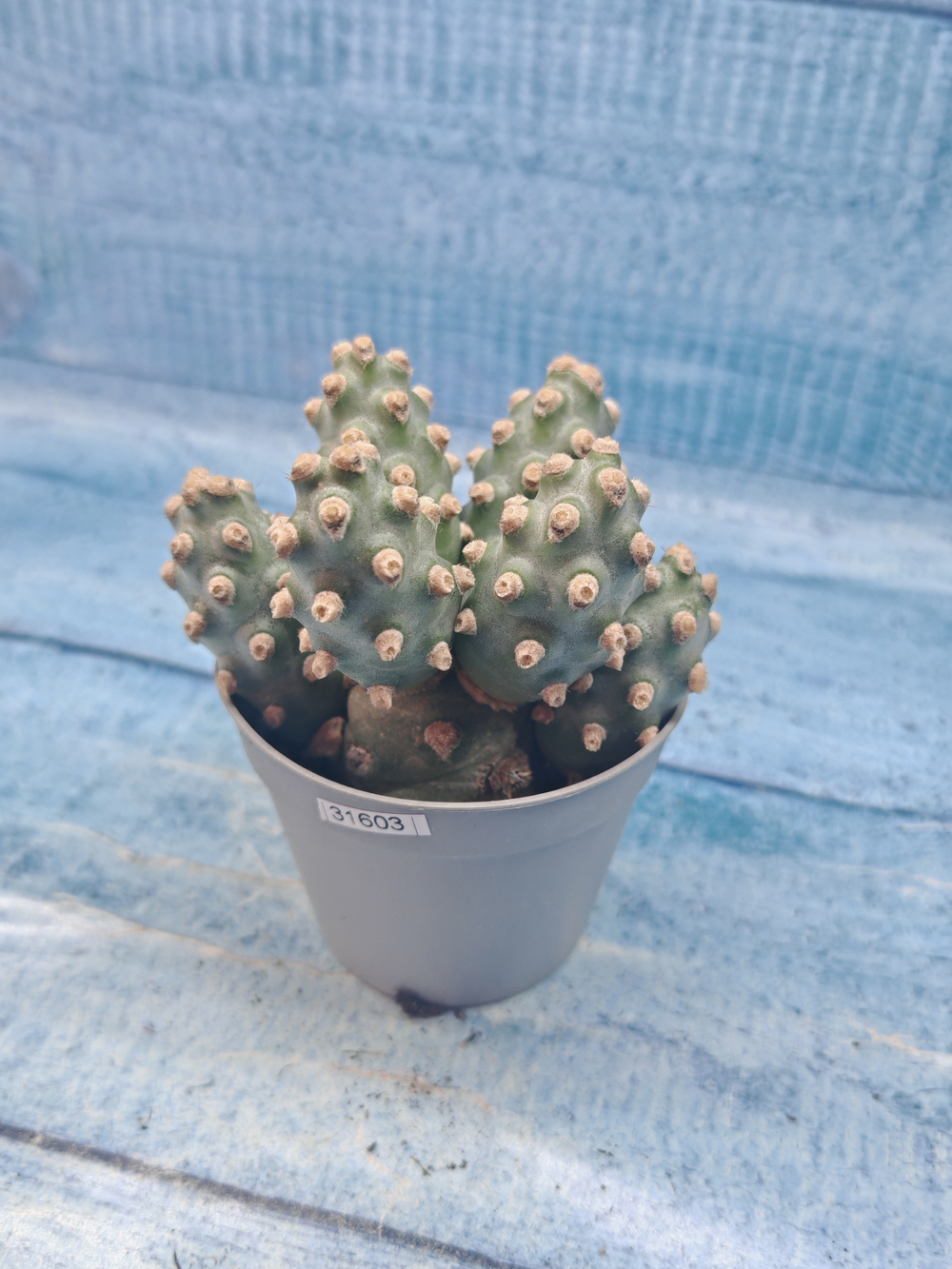 Tephrocactus Molinensis (Тефрокактус)