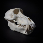 Череп бабуина