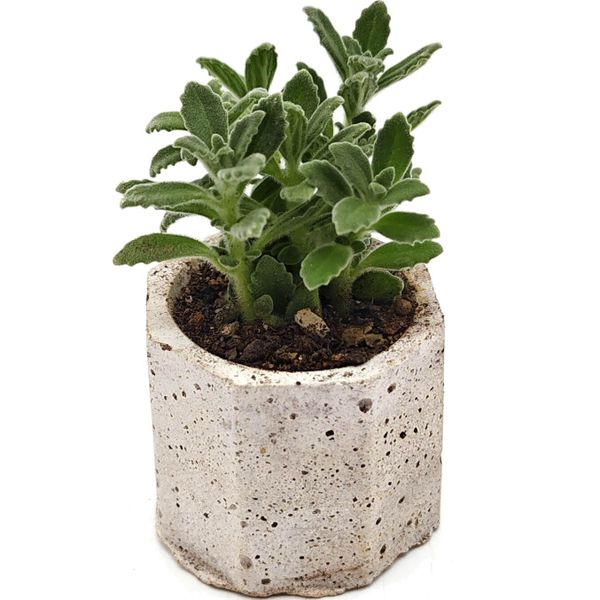 Суккулент Плектрантус