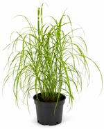 Мискантус китайский ‘Little Zebra’