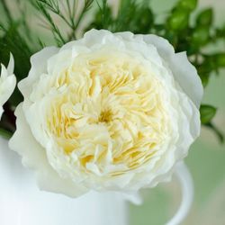 Пэйшнс (Patience)