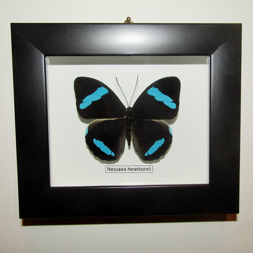 Бабочка Nessaea в рамке