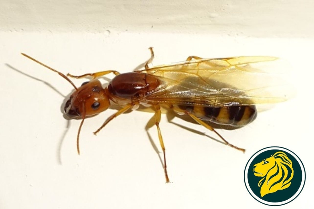 Муравьи Camponotus maculatus (Пятнистый муравей-древоточец)